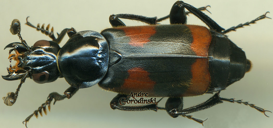 http://www.gorodinski.ru/silphidae/Nicrophorus przewalskii.jpg